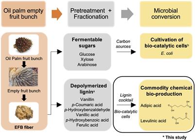 Biosynthesis of Commodity Chemicals From Oil Palm Empty Fruit Bunch Lignin